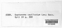 Image of Septonema caulicola